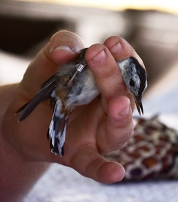 White-breasted nuthatch with its new "bracelet"