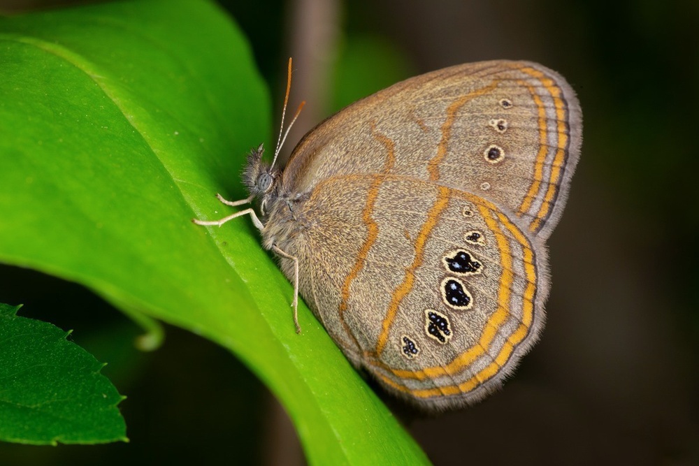 DVIDS - News - Fort Bragg researchers discover way to multiply endangered  butterfly population