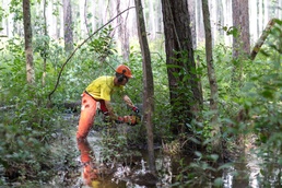Fort Bragg habitat restoration