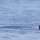 Coast Guard repatriates 20 migrants to Cubs