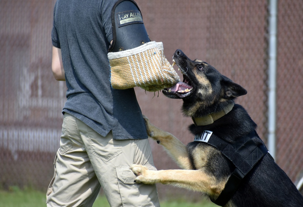 Military Working Dogs of the 901st Military Police Detachment