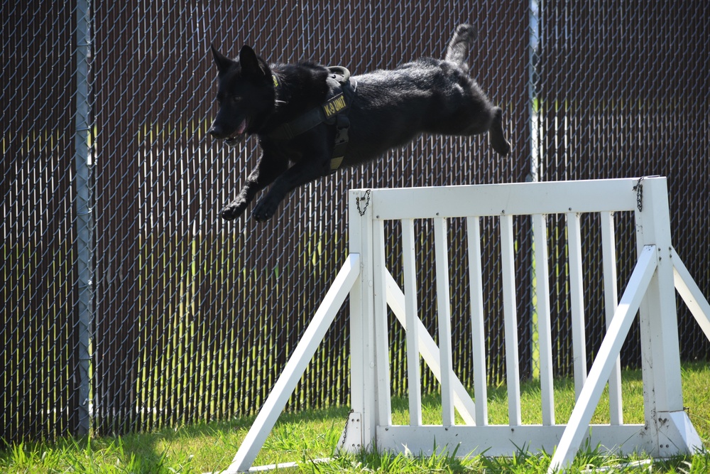 Military Working Dogs of the 901st Military Police Detachment