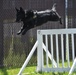 Military Working Dogs of the 901st Military Police Detachment
