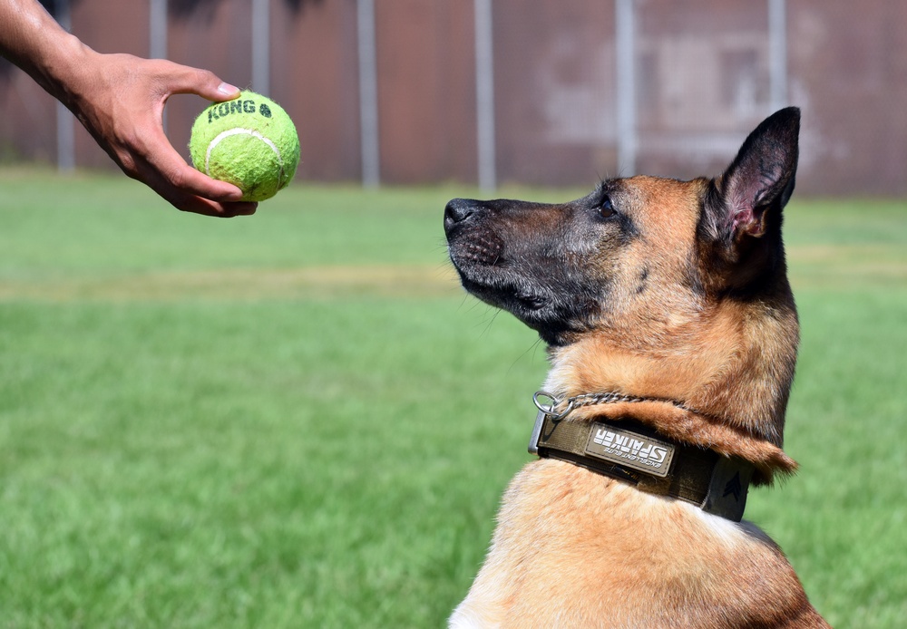 Military Working Dogs of the 901st Military Police Detachment