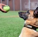 Military Working Dogs of the 901st Military Police Detachment
