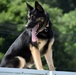 Military Working Dogs of the 901st Military Police Detachment