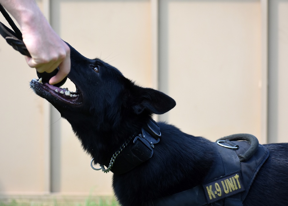 Military Working Dogs of the 901st Military Police Detachment