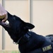 Military Working Dogs of the 901st Military Police Detachment