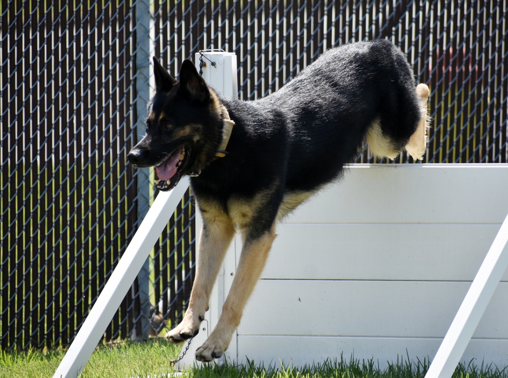 Military Working Dogs of the 901st Military Police Detachment