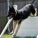 Military Working Dogs of the 901st Military Police Detachment