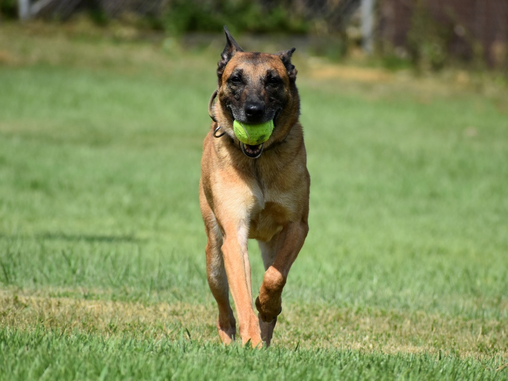 Military Working Dogs of the 901st Military Police Detachment