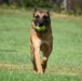 Military Working Dogs of the 901st Military Police Detachment