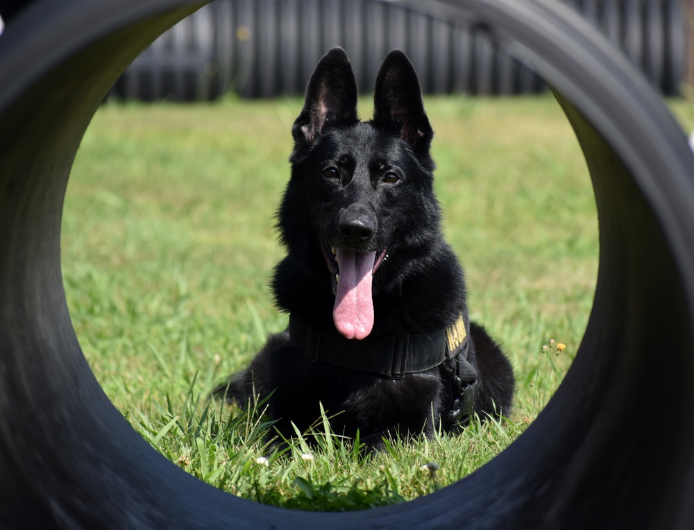Military Working Dogs of the 901st Military Police Detachment