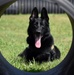 Military Working Dogs of the 901st Military Police Detachment
