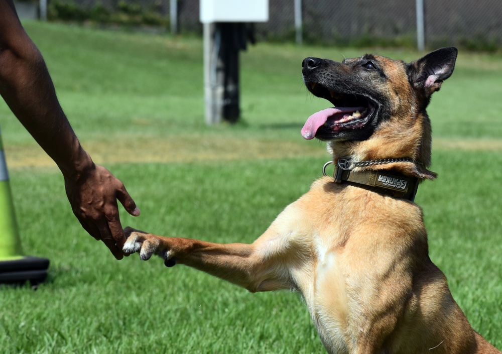 Military Working Dogs of the 901st Military Police Detachment