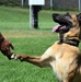 Military Working Dogs of the 901st Military Police Detachment