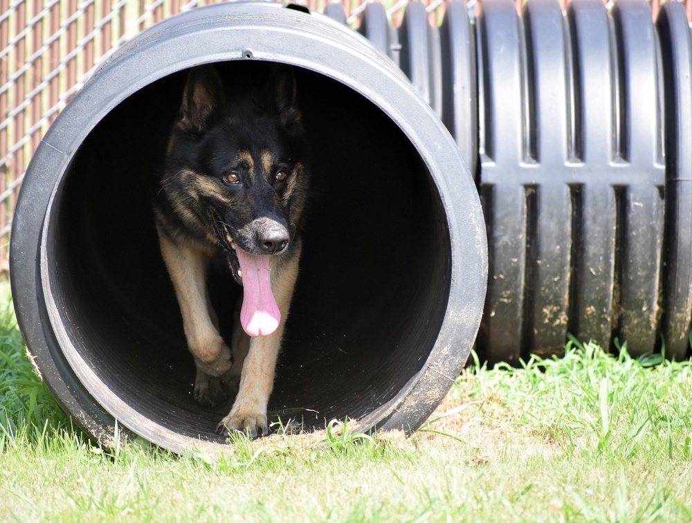 Military Working Dogs of the 901st Military Police Detachment