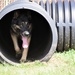 Military Working Dogs of the 901st Military Police Detachment