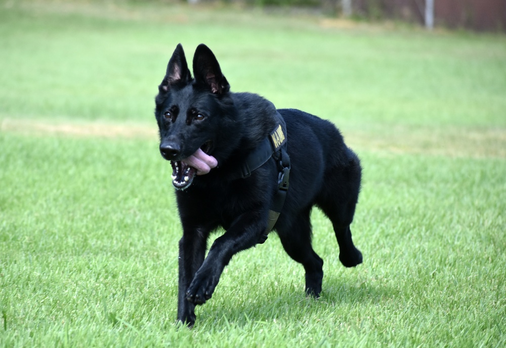 Military Working Dogs of the 901st Military Police Detachment