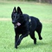 Military Working Dogs of the 901st Military Police Detachment