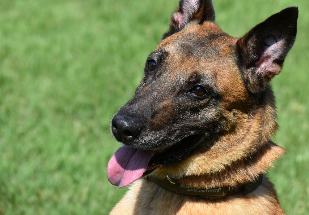 Military Working Dogs of the 901st Military Police Detachment
