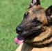 Military Working Dogs of the 901st Military Police Detachment
