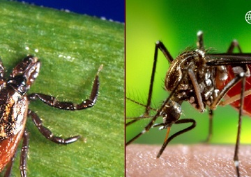 Late summer pests: Staying safe both on and off duty