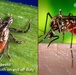 Late summer pests: Staying safe both on and off duty