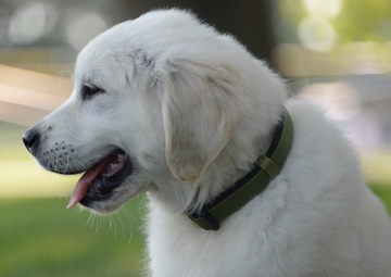 Lincoln, therapy dog