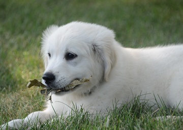 Lincoln the retriever