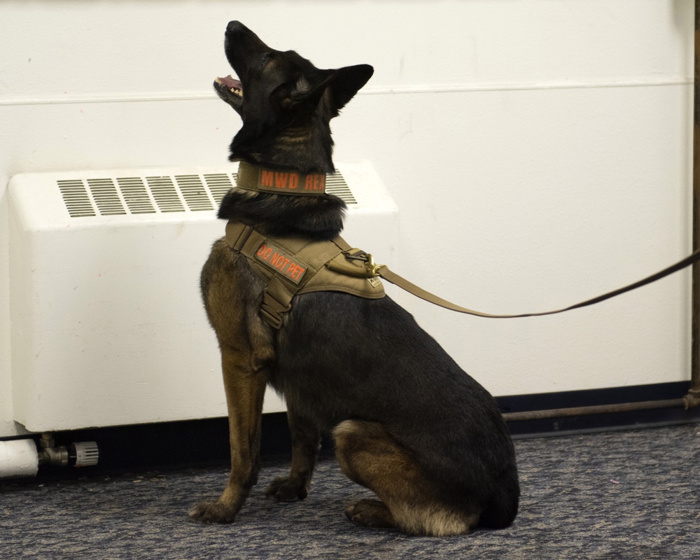 Security Force K9s conduct late-night training