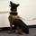 Security Force K9s conduct late-night training