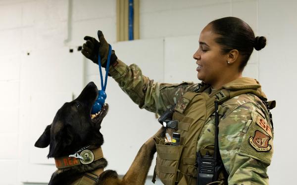 Security Force K9s conduct late-night training