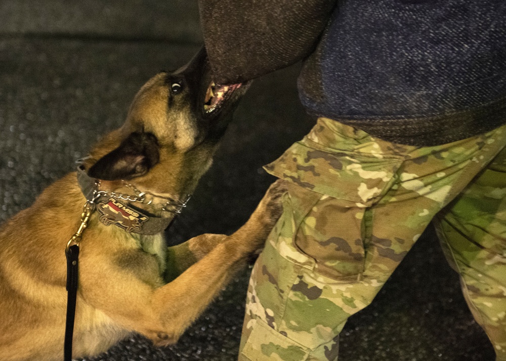 Security Force K9s conduct late-night training