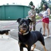 Trust allows Camp Zama veterinary team to accomplish mission under COVID-19