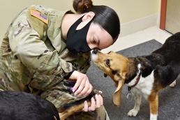 Trust allows Camp Zama veterinary team to accomplish mission under COVID-19