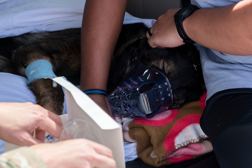 36th MDG Working Dog Evac