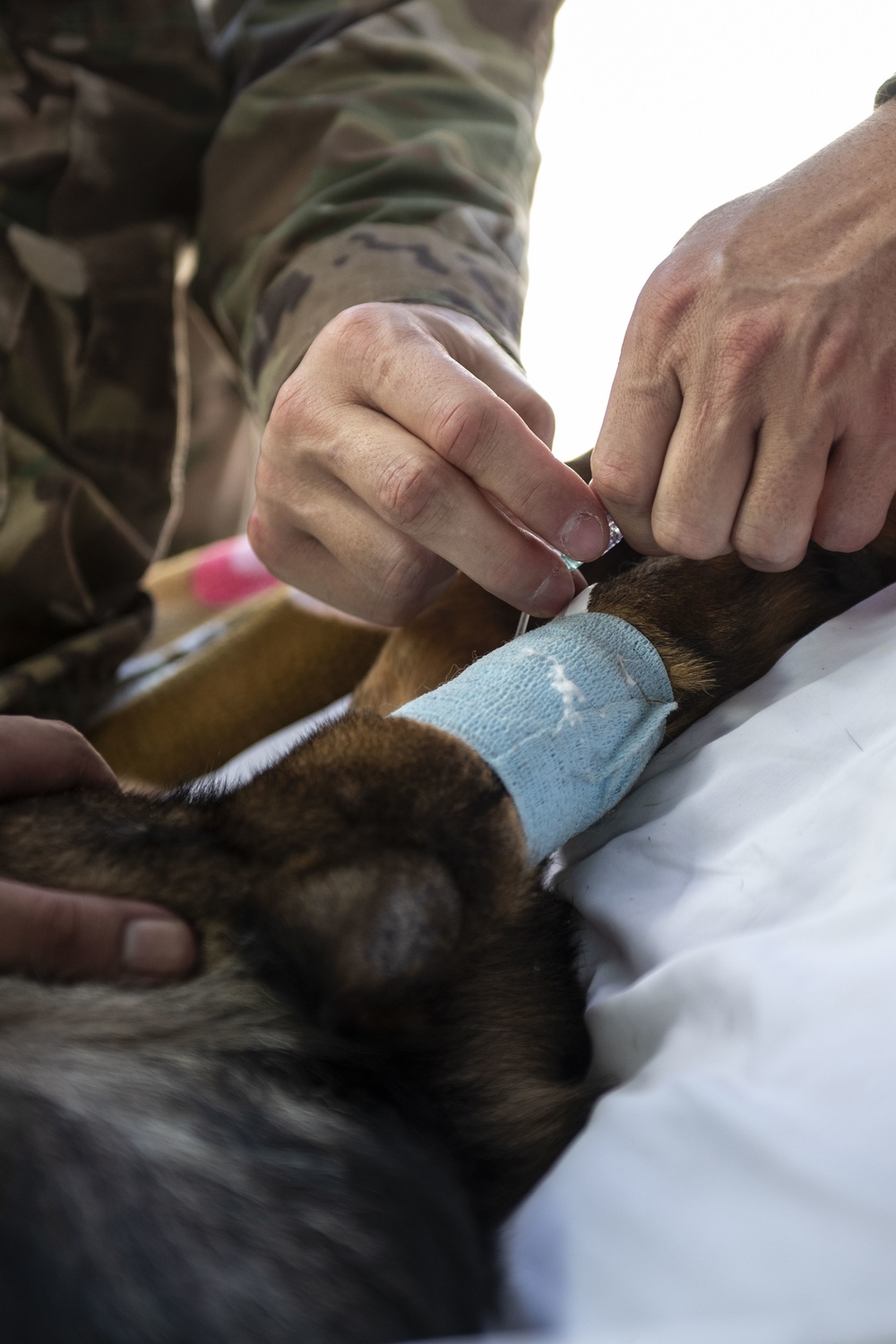 36th MDG Working Dog Evac