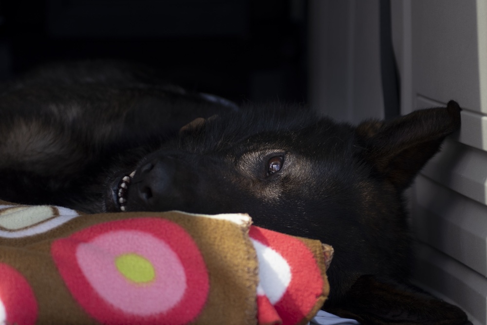 36th MDG Working Dog Evac