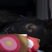 36th MDG Working Dog Evac