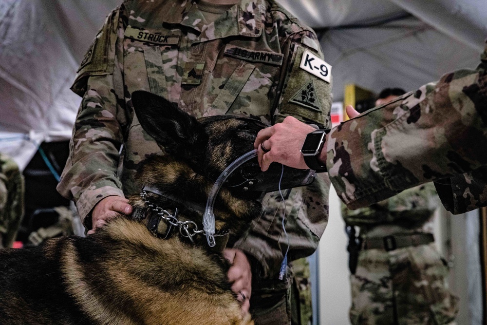 949th Medical Detachment conducts Military Working Dog (MWD) veterinary training.