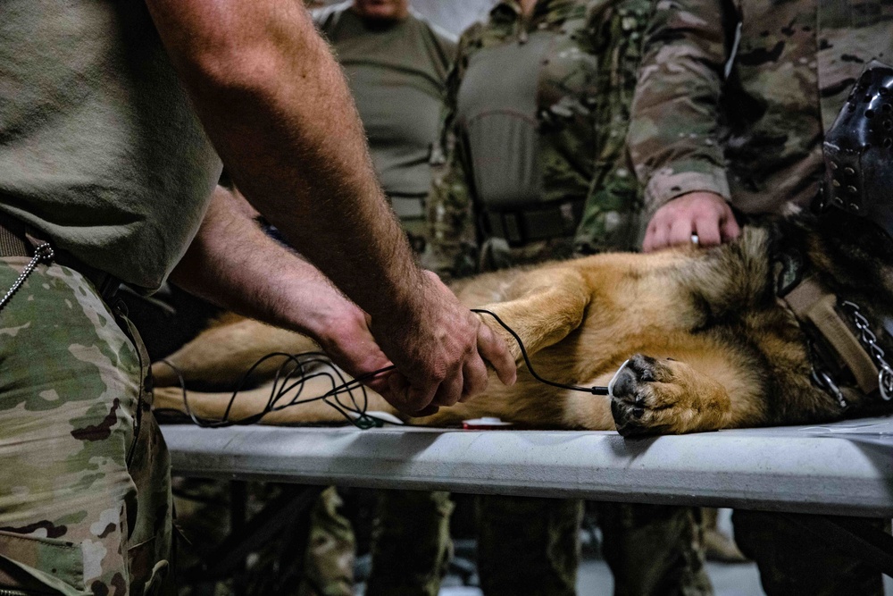 949th Medical Detachment conducts Military Working Dog (MWD) veterinary training.