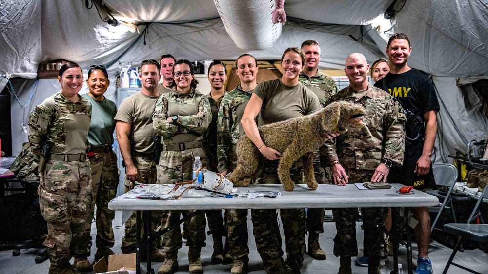 949th Medical Detachment conducts Military Working Dog (MWD) veterinary training.