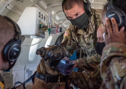 Yokota Airmen, Soldiers train on K-9 Aeromedical Evacuation capabilities
