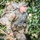 USARPAC BWC 2020: Hawaii, 25th ID Soldiers participates in a 12 mile ruck march