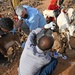 U.S., Djiboutian veterinarians partner to treat local livestock