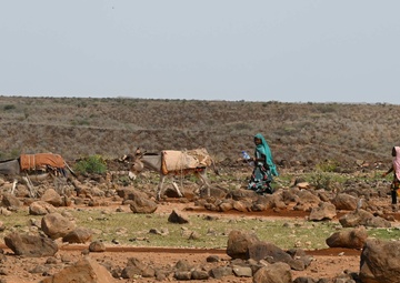 U.S., Djiboutian veterinarians partner to treat local livestock