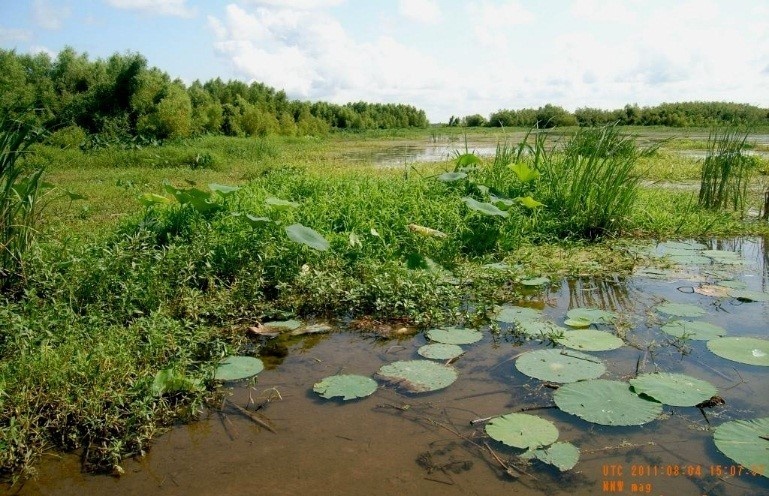 Wetland