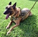 901st MP Detachment bids military working dog Vito farewell