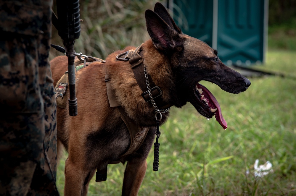 Marines with BLT 2/4 conduct simulated embassy reinforcement